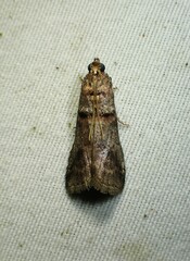 Acrobasis angusella