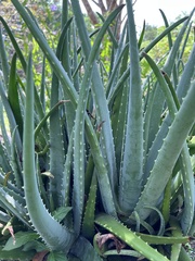 Aloe vera