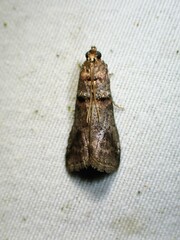 Acrobasis angusella