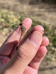 Sympetrum vulgatum