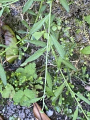 Erigeron karvinskianus