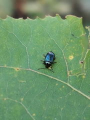 Phratora