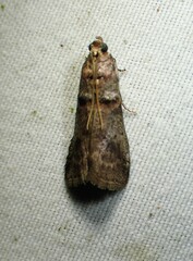 Acrobasis angusella