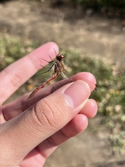 Sympetrum vulgatum