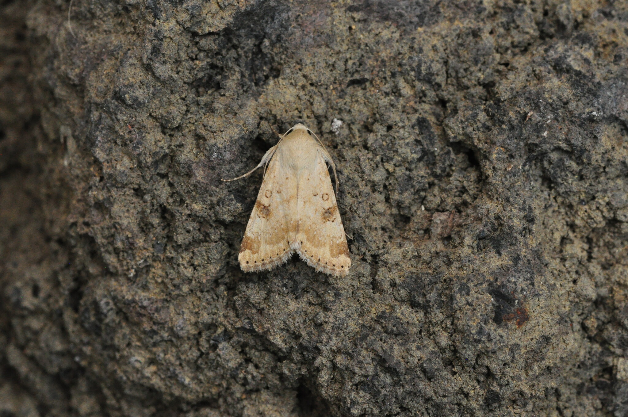 Heliothis nubigera