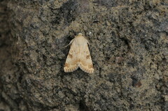 Heliothis nubigera