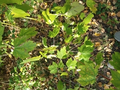 Acer glabrum