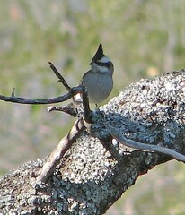 Lophospingus pusillus