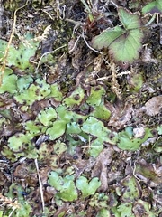 Marchantia paleacea