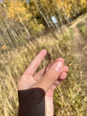 Sympetrum vulgatum