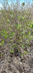 Tessaria dodonaeifolia
