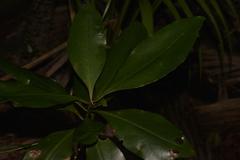 Psidium cattleyanum