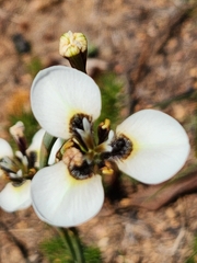 Moraea tricuspidata