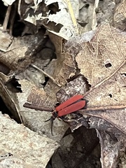 Dictyoptera aurora