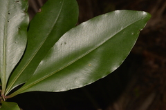 Psidium cattleyanum