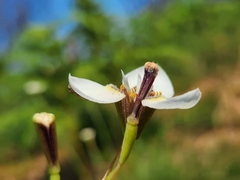 Moraea tricuspidata