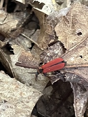 Dictyoptera aurora