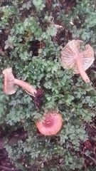 Lactarius substriatus