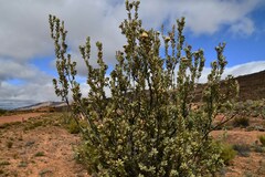 Protea glabra