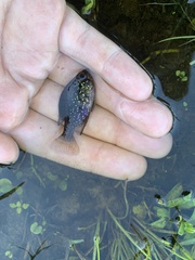 Enneacanthus gloriosus