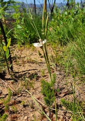 Moraea tricuspidata