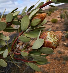 Protea glabra