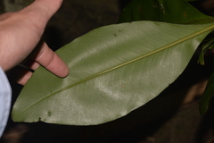 Psidium cattleyanum