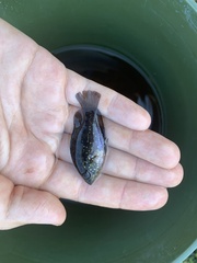 Enneacanthus gloriosus