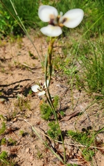 Moraea tricuspidata