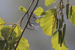 Chalcolestes viridis