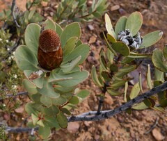 Protea glabra