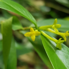 Wikstroemia ridleyi