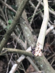 Dolichoderus attelaboides