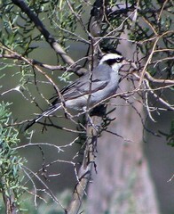 Lophospingus pusillus