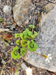 Pelargonium elongatum