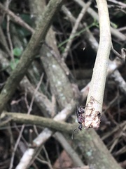 Dolichoderus attelaboides
