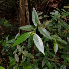 Wikstroemia ridleyi