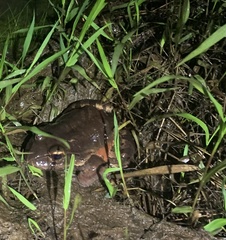 Leptodactylus savagei