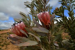 Protea laurifolia