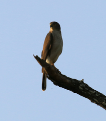 Accipiter tachiro tachiro