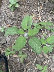 Heliotropium angiospermum