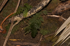 Hymenophyllum multifidum