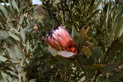 Protea laurifolia
