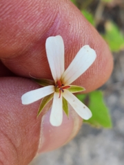 Pelargonium elongatum