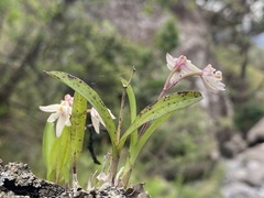 Polystachya ottoniana