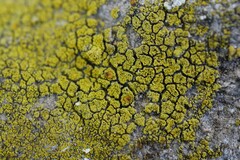Flavoplaca citrina