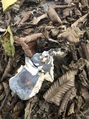 Stropharia aeruginosa