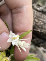 Polystachya ottoniana