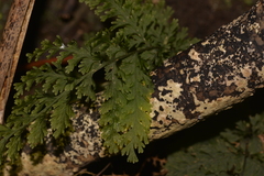 Hymenophyllum multifidum