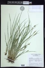 Carex lenticularis